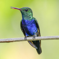 Violet-bellied Hummingbird